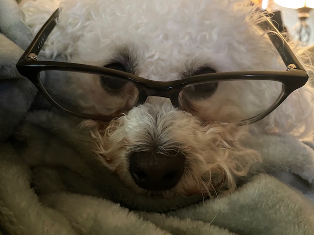 fluffy white dog wearing glasses